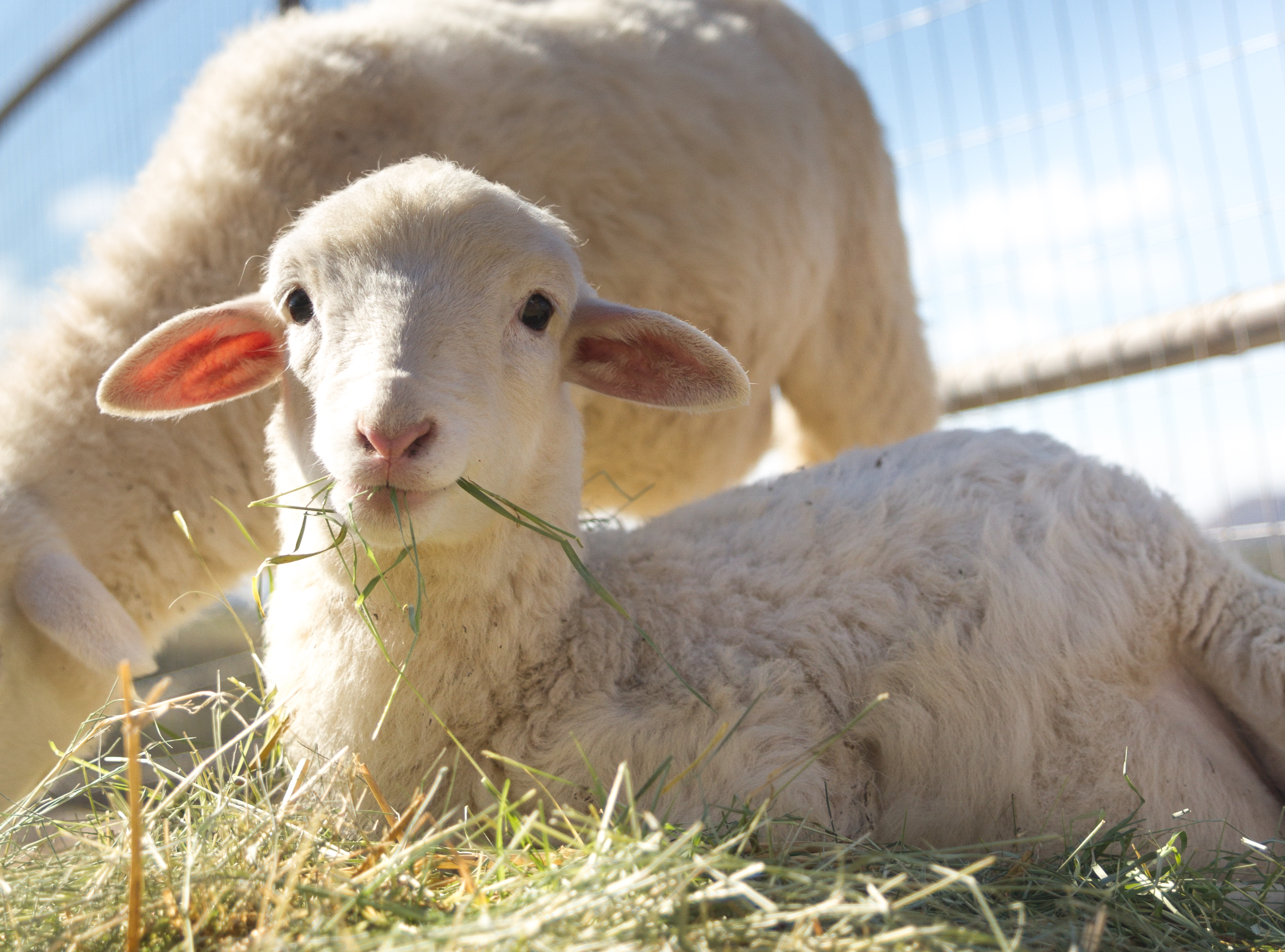 Want to save baby farm animals? This sanctuary needs your help - Wholesome  Culture - Blog