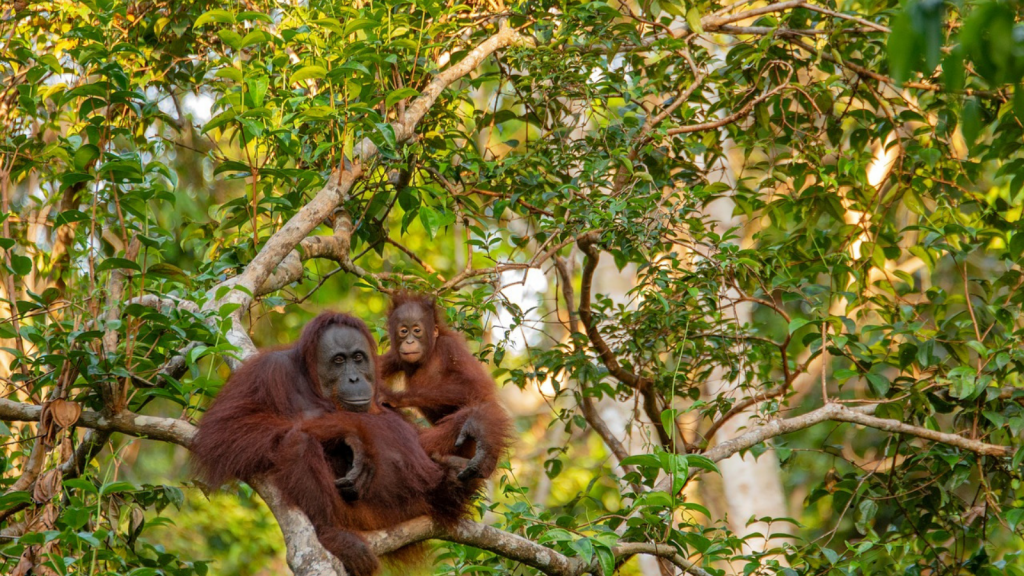 5 of our favorite mamas in the animal kingdom - Wholesome Culture - Blog