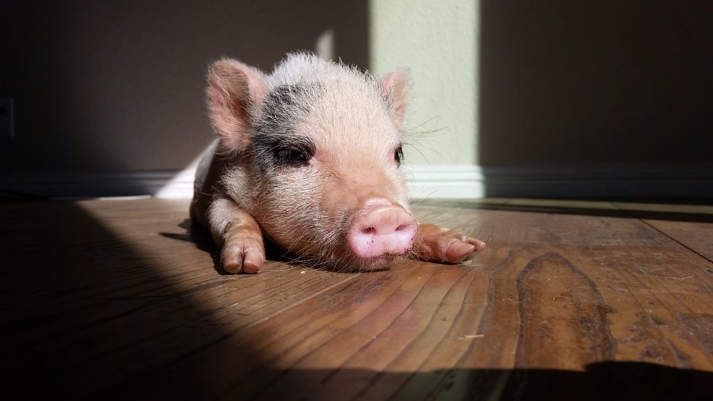 A piglet named Pink rescued by Sale Ranch Sanctuary 