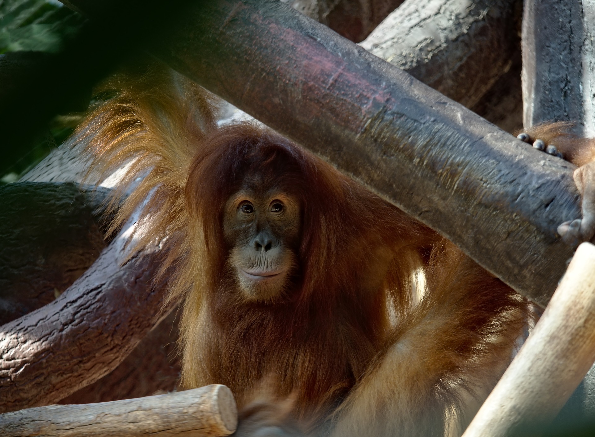 orangutans habitat