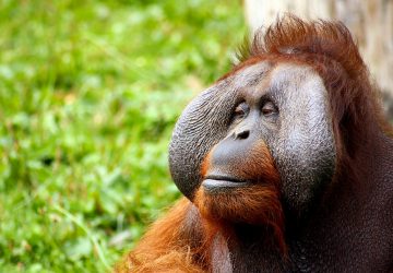 why are orangutans endangered