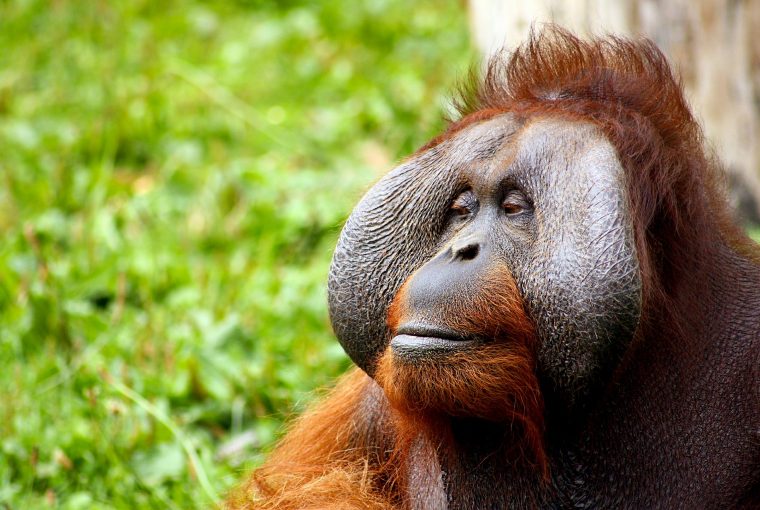 why are orangutans endangered