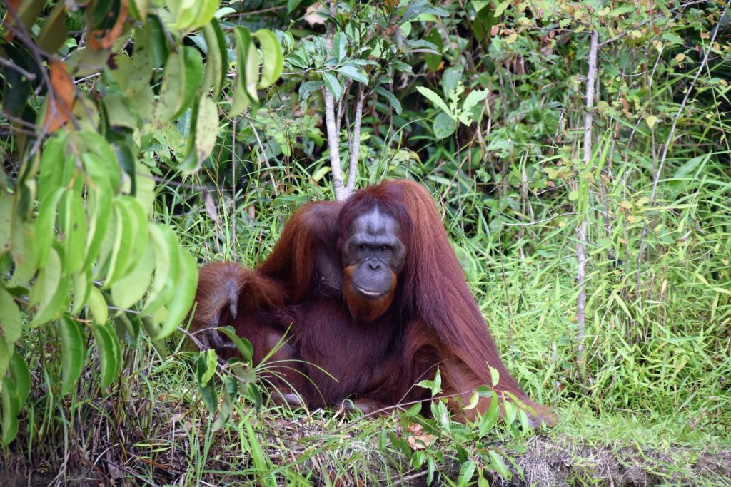 5 amazing orangutan facts that will convince you to give up palm oil ...