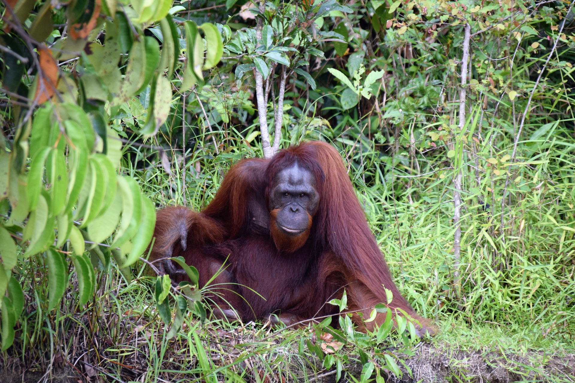 where do orangutans live