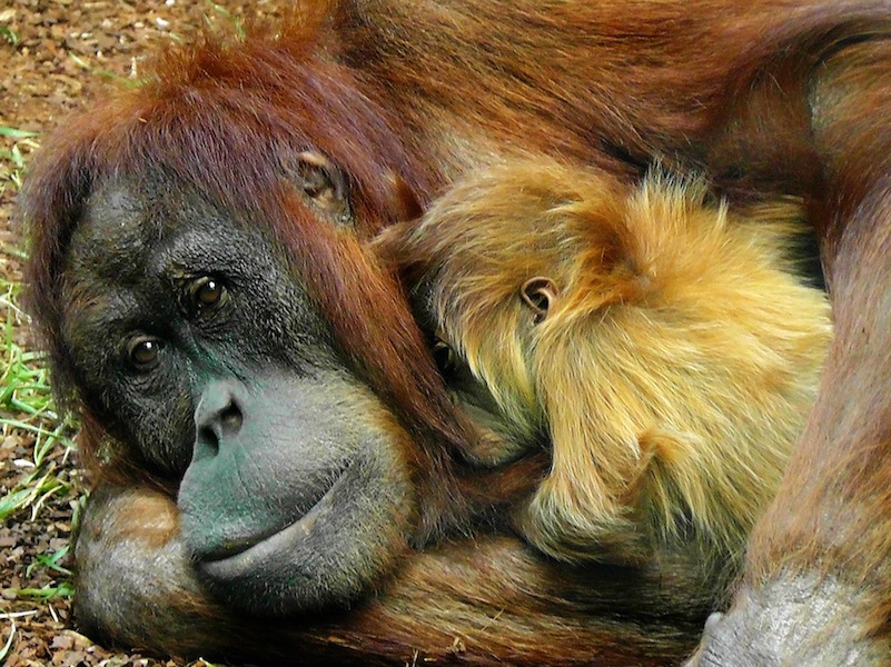 animal mamas orangutans