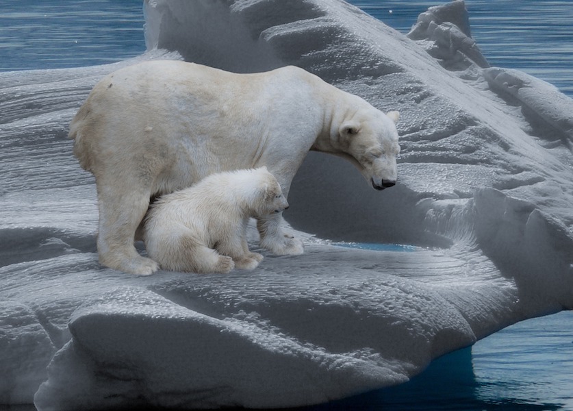 Animal mamas polar bear