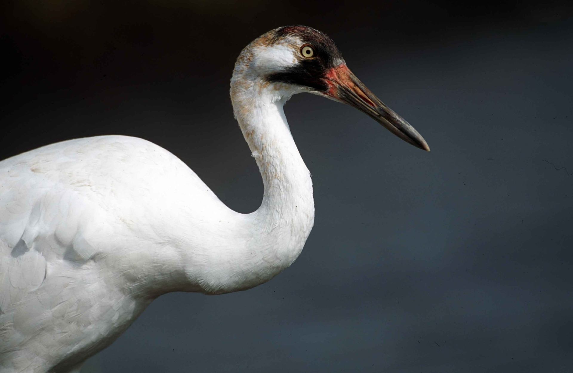 Whooping cranes are no longer on the endangered species list