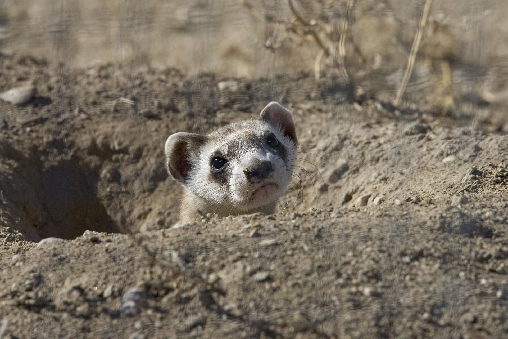 Black-footed ferrets are not on the endangered species list