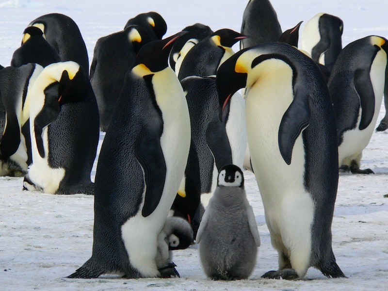 animal dads emperor penguins