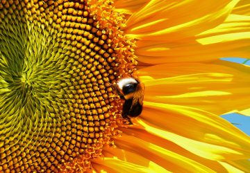 Sunflowers are bee-friendly flowers