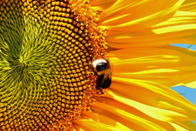 Sunflowers are bee-friendly flowers