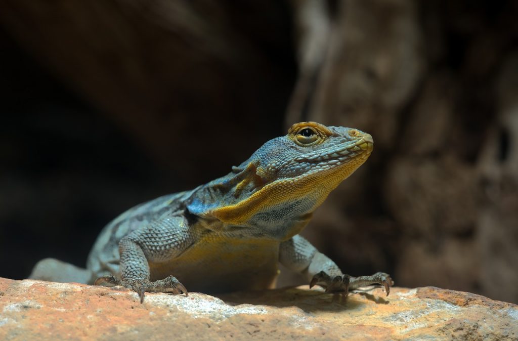 Blue iguanas have been removed from the endangered species list