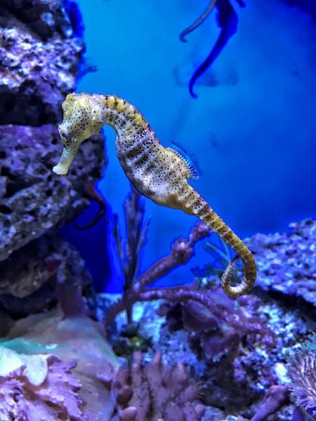animal dads seahorse