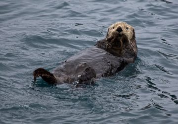 sea otters are no longer on the endangered species list