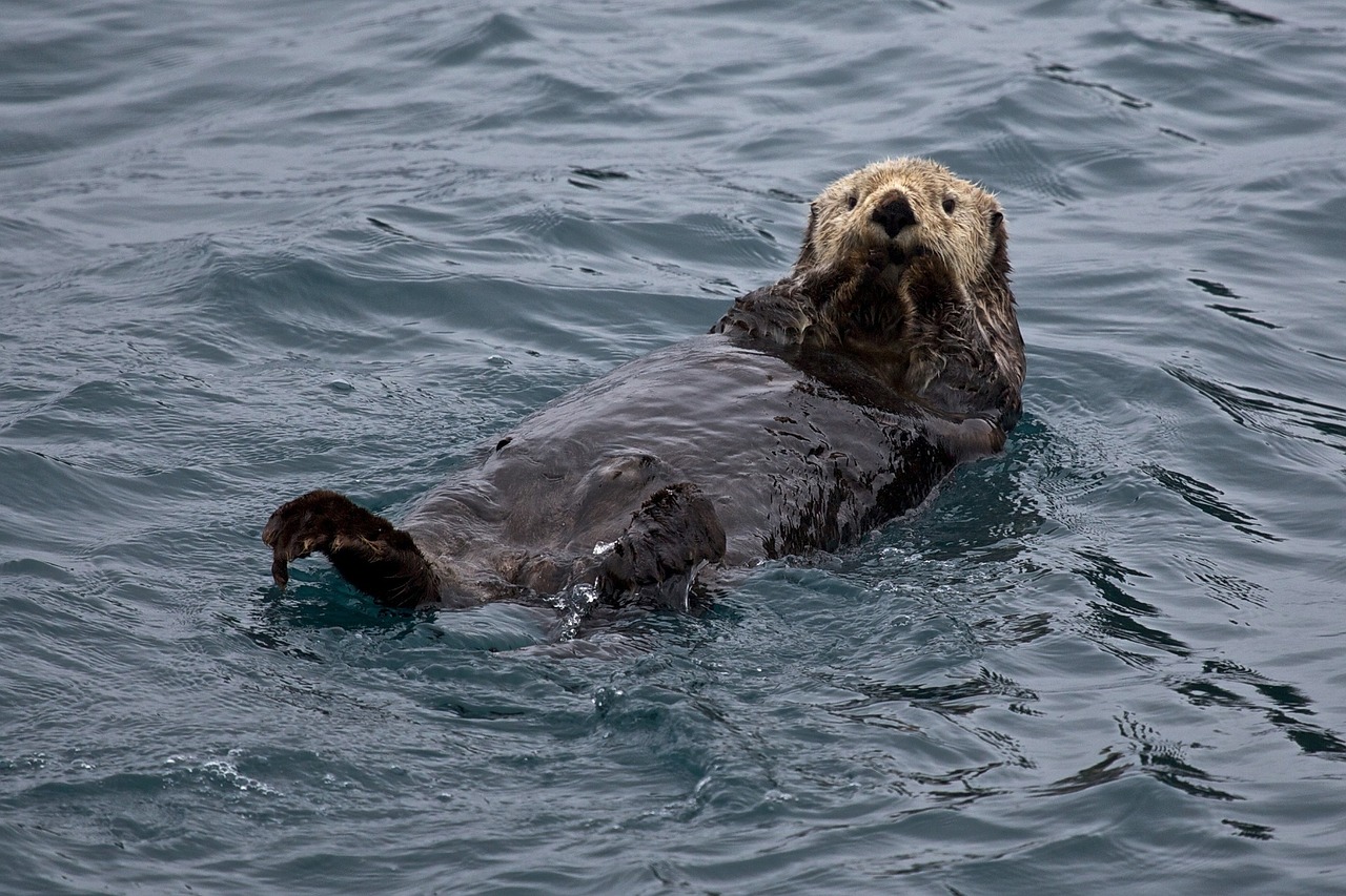 sea otters are no longer on the endangered species list