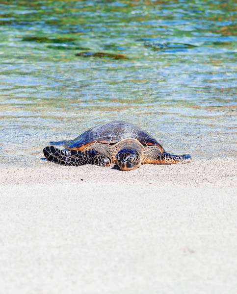 sea turtles climate change