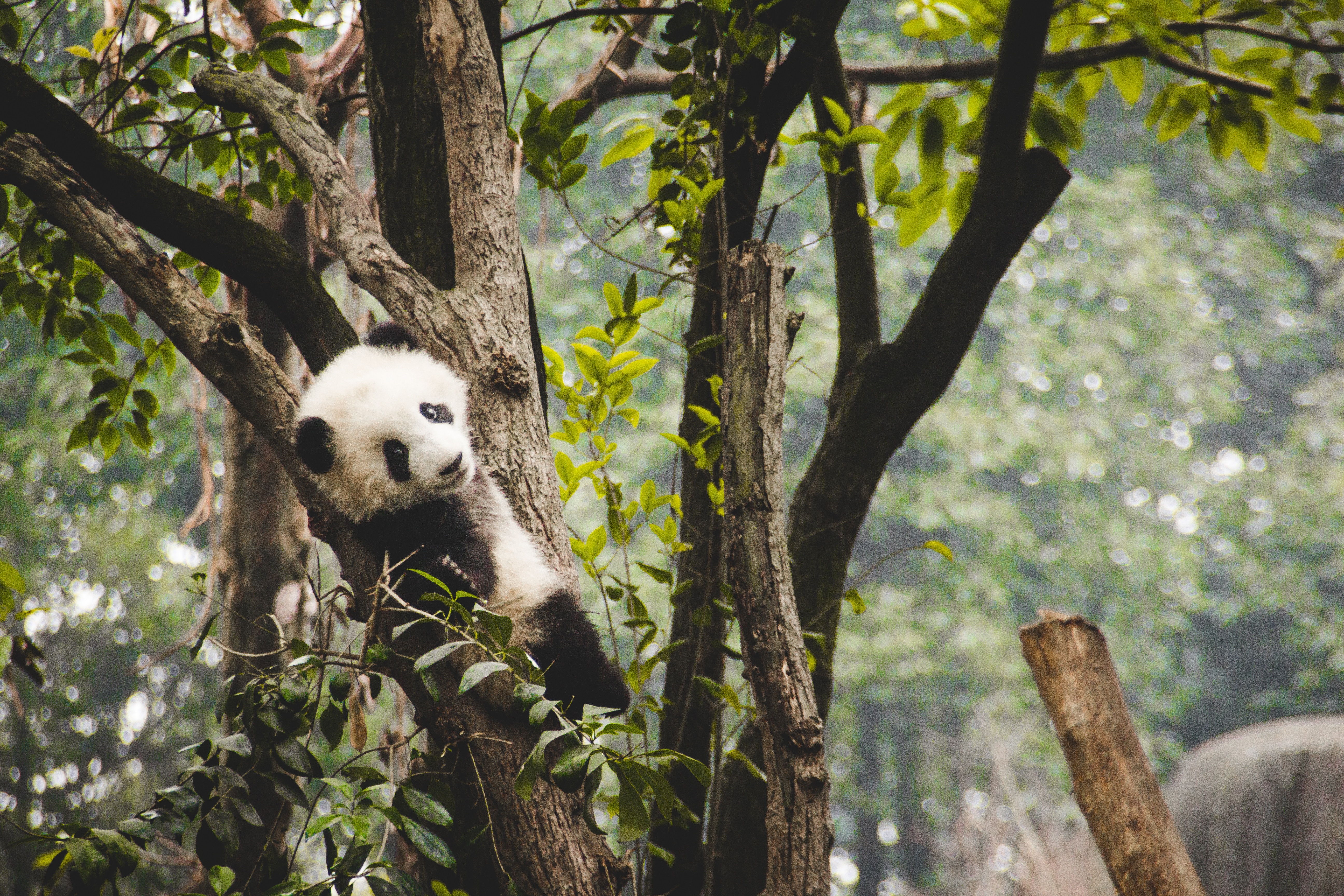 Giant pandas are no longer on the endangered species list