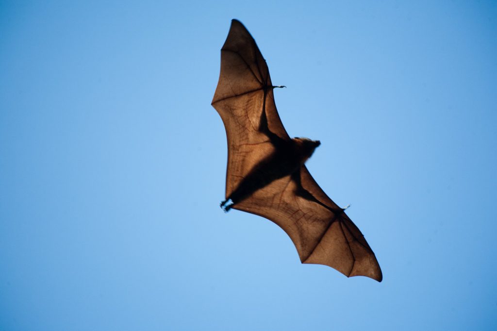 long nosed bats are no longer on the list of endangered species