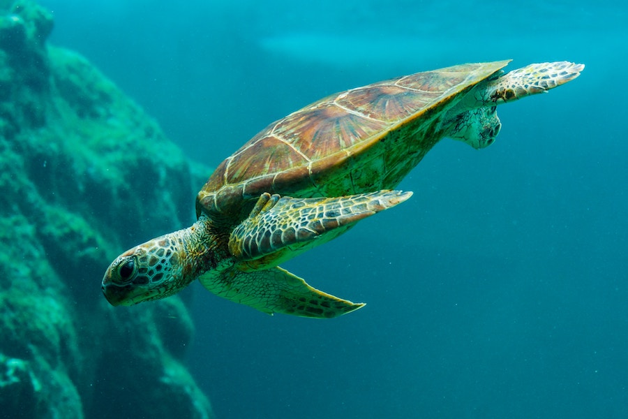 sea turtles diving
