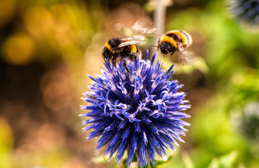 How much do you know about pollinators like bees?