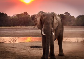 happy animal news for elephants