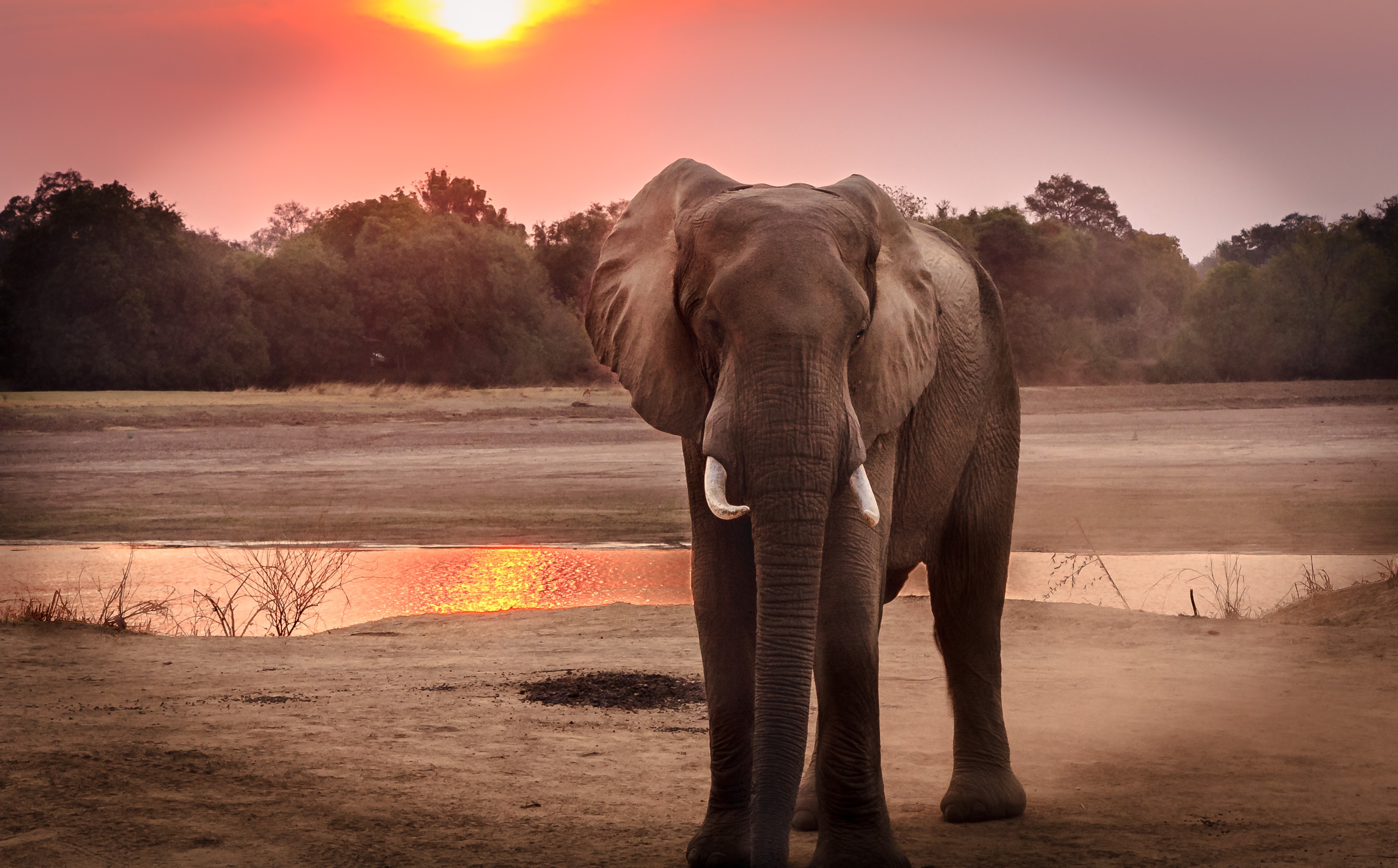 happy animal news for elephants
