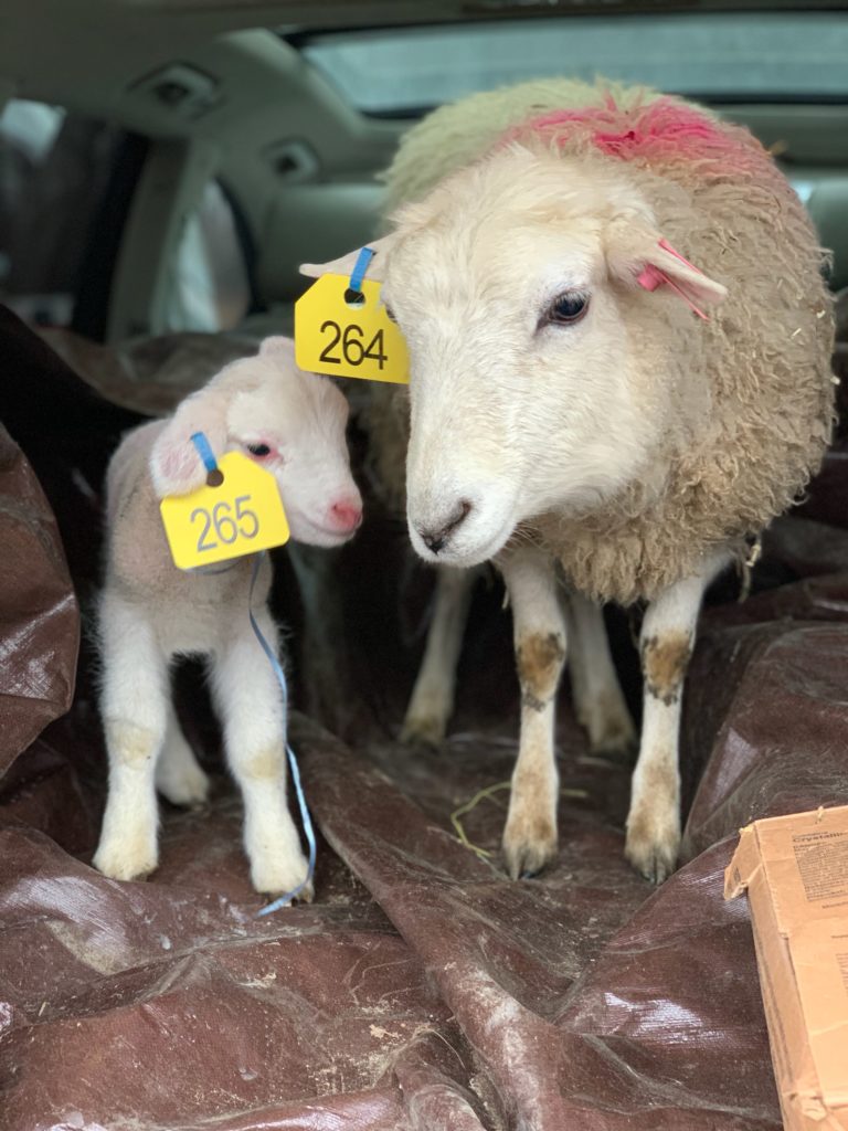 Piggy and Daisy are sheep rescued by The Riley Farm Rescue