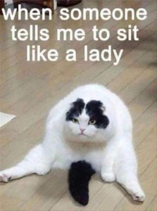 Sassy Cat Meme
