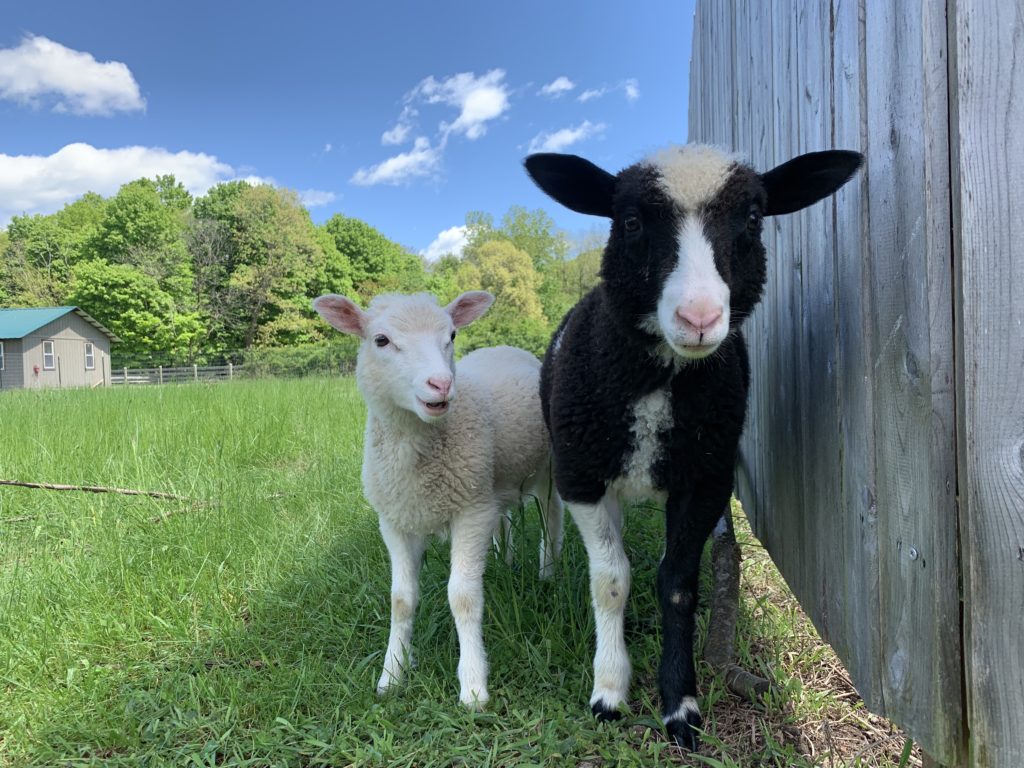 Wholesome Culture supports Woodstock Farm Sanctuary's rescue sheep 