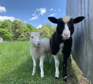 Michaela and Ethan from Woodstock Farm Sanctuary animal rescue