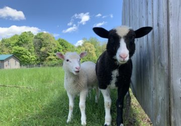 Michaela and Ethan from Woodstock Farm Sanctuary animal rescue