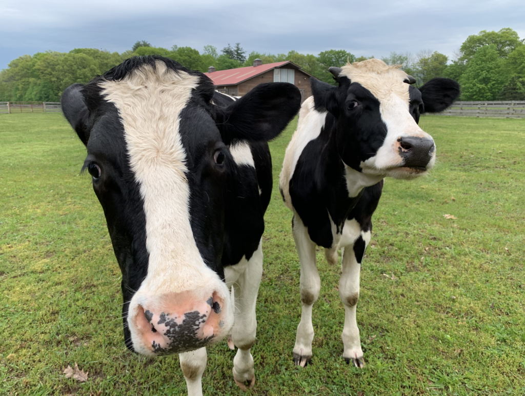 Woody and Colin cows from Woodstock Farm Sanctuary animal rescue 