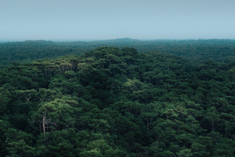 Brazil's Amazon Rainforest is on fire and eating less meat could help stop this