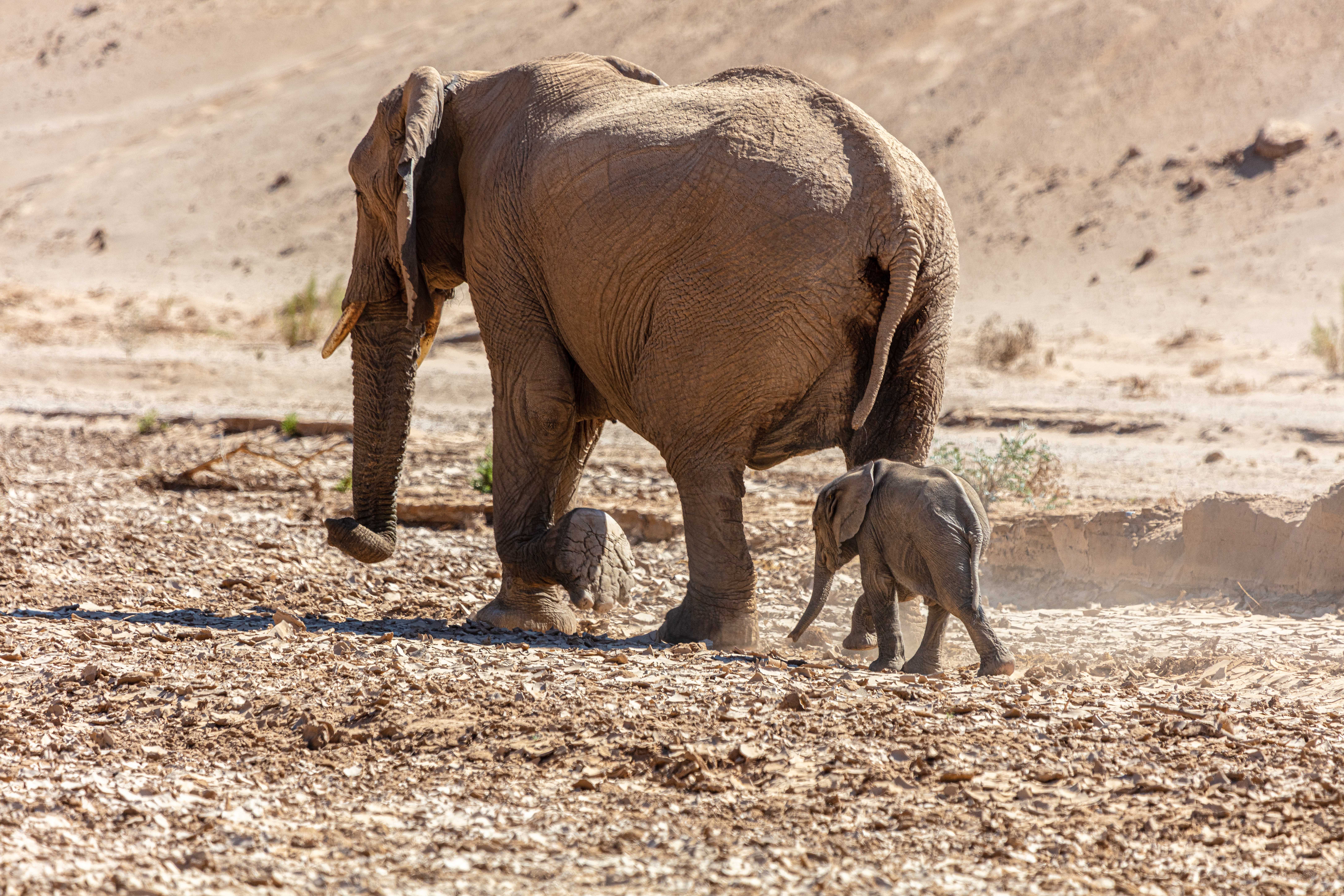 elephants facts about moms and babies
