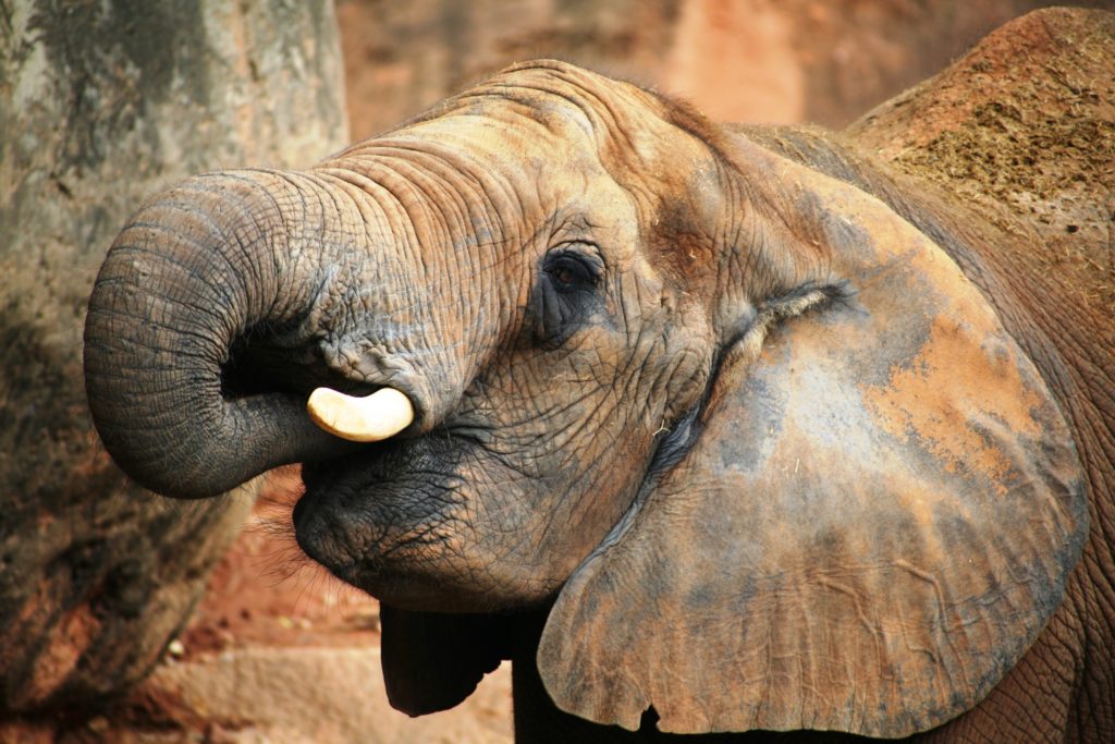 Elephants help the environment with tree regeneration