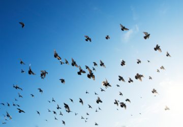 birds are helping to save the planet