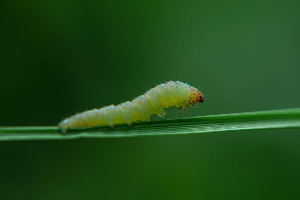 moth Caterpillars help save the planet by eating plastic 