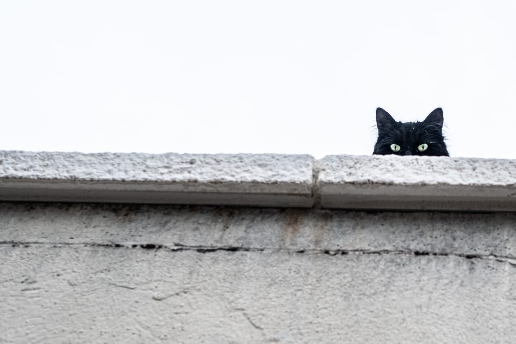 Black cats do not bring bad lucjk