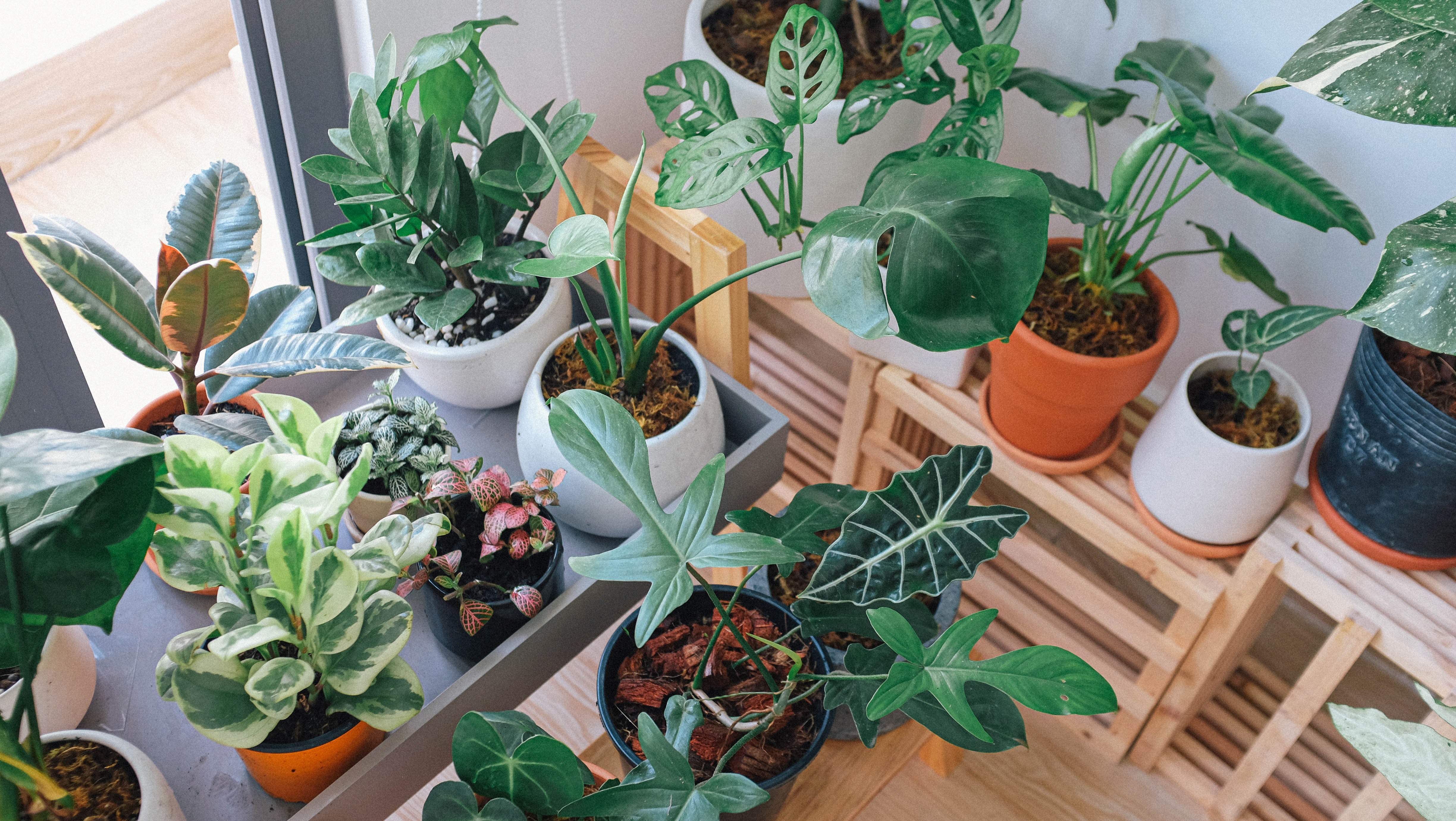 How to be the best plant mom you can be