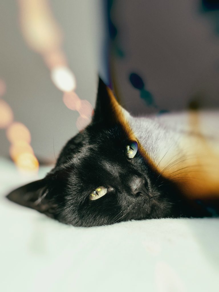The Most Common Myths About Black Cats And Why They Aren T True
