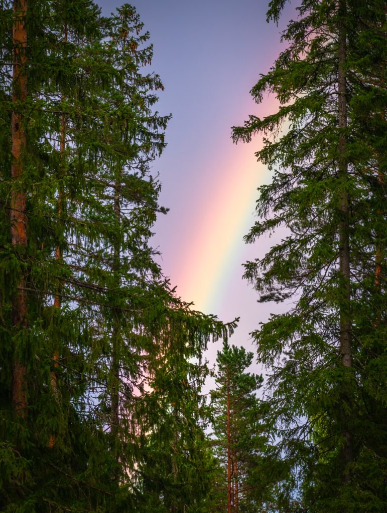 Rainbow in the trees