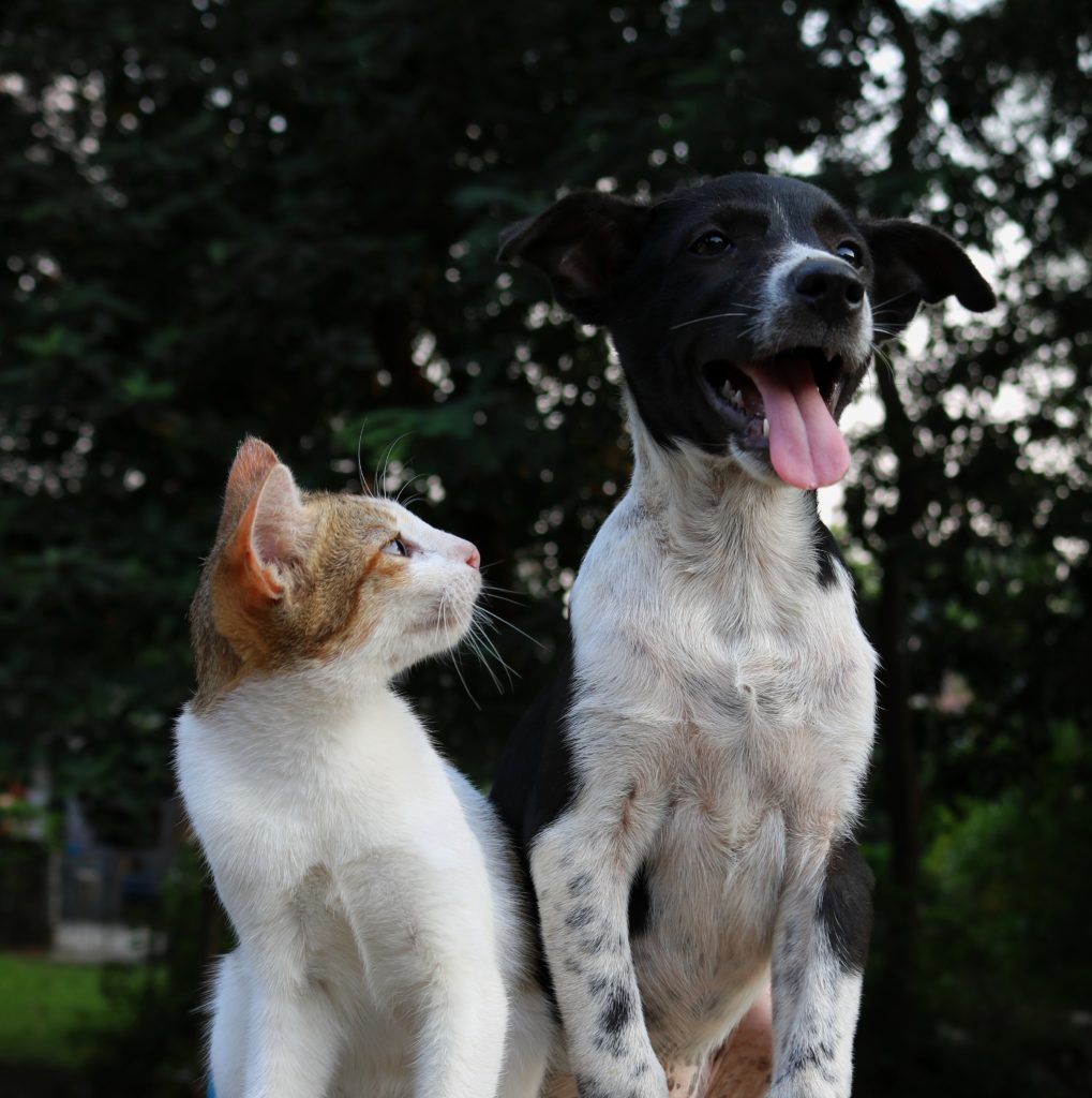 planet-friendly cats and dogs 