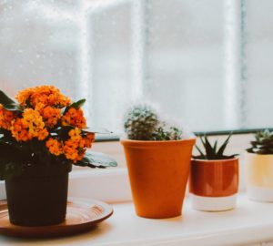 indoor plant personality quiz