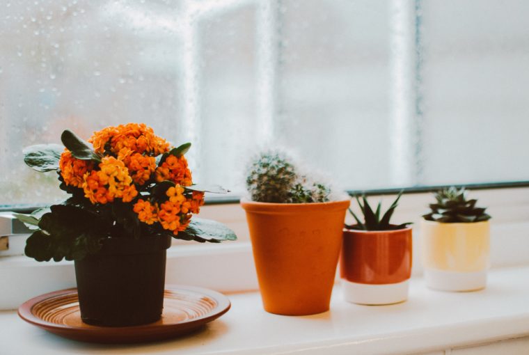 indoor plant personality quiz