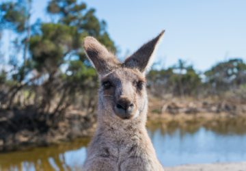 how to help the kangaroos in the Australia bush fires