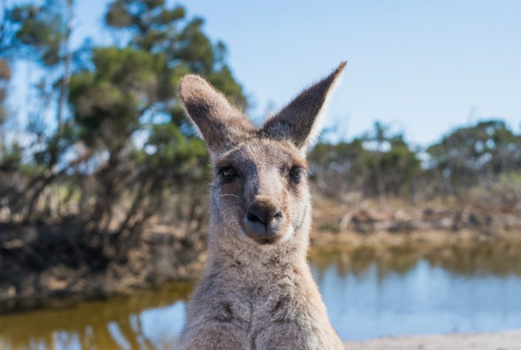 how to help the kangaroos in the Australia bush fires