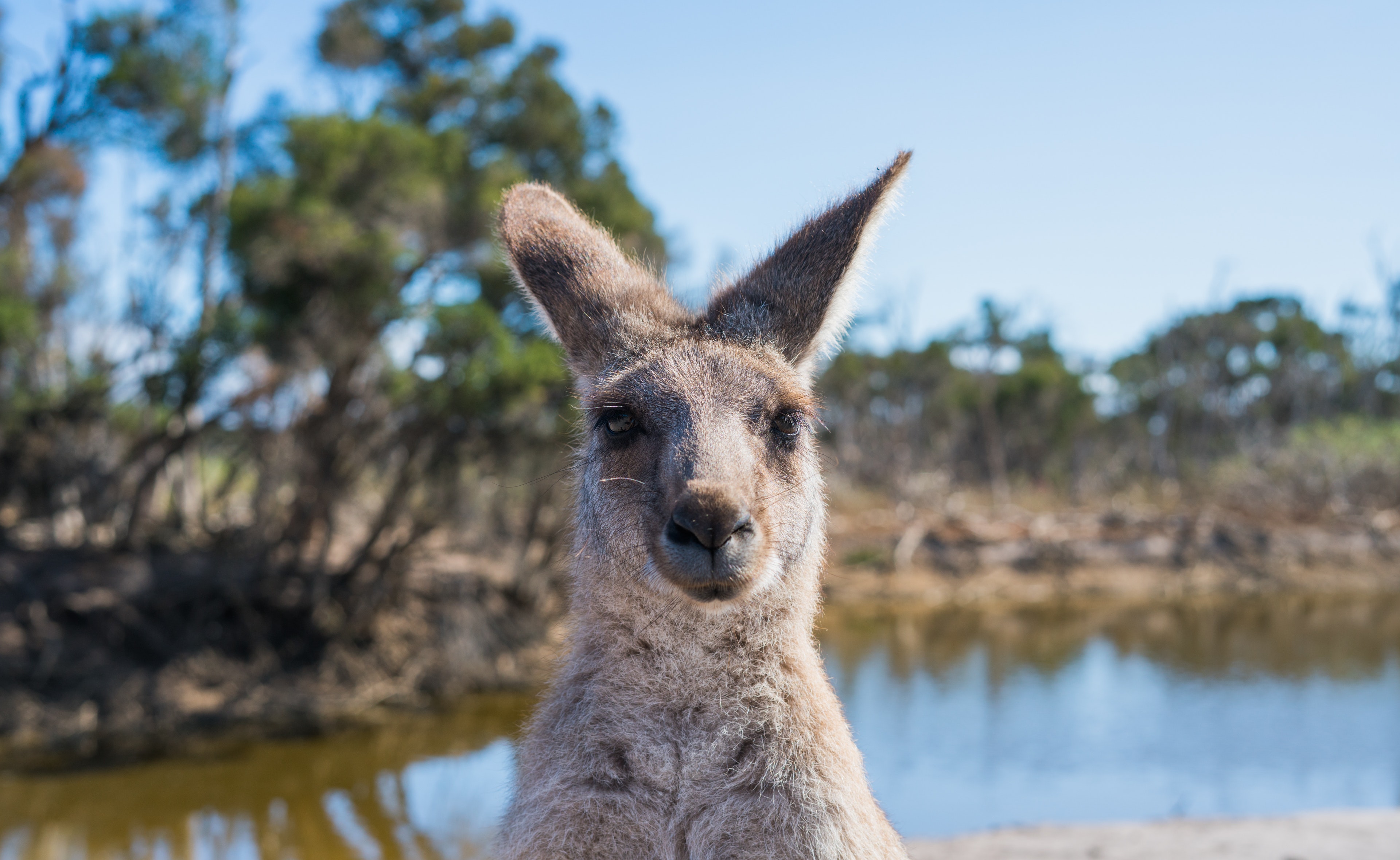 how to help the kangaroos in the Australia bush fires