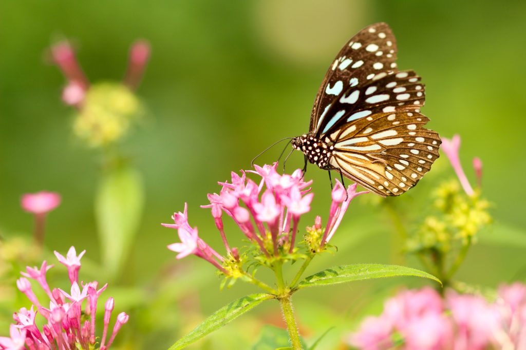 Butterfly pollinators