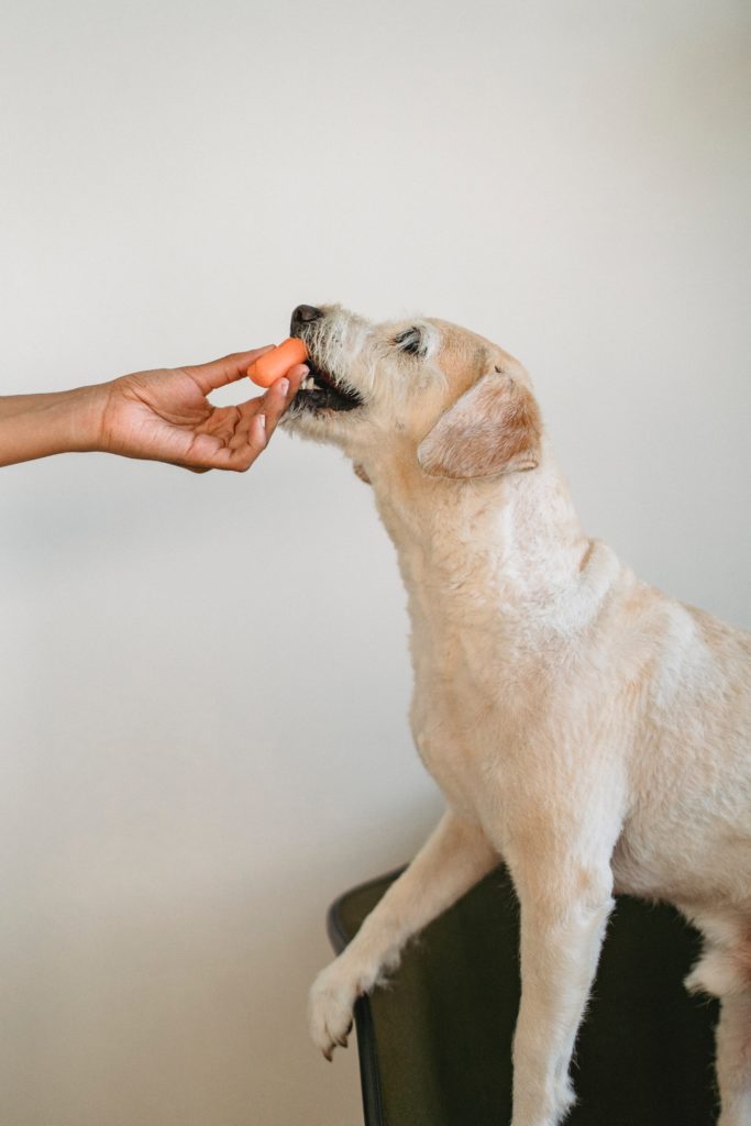 dog getting a treat