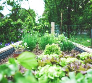 gardening tips for national garden week - backyard garden bed